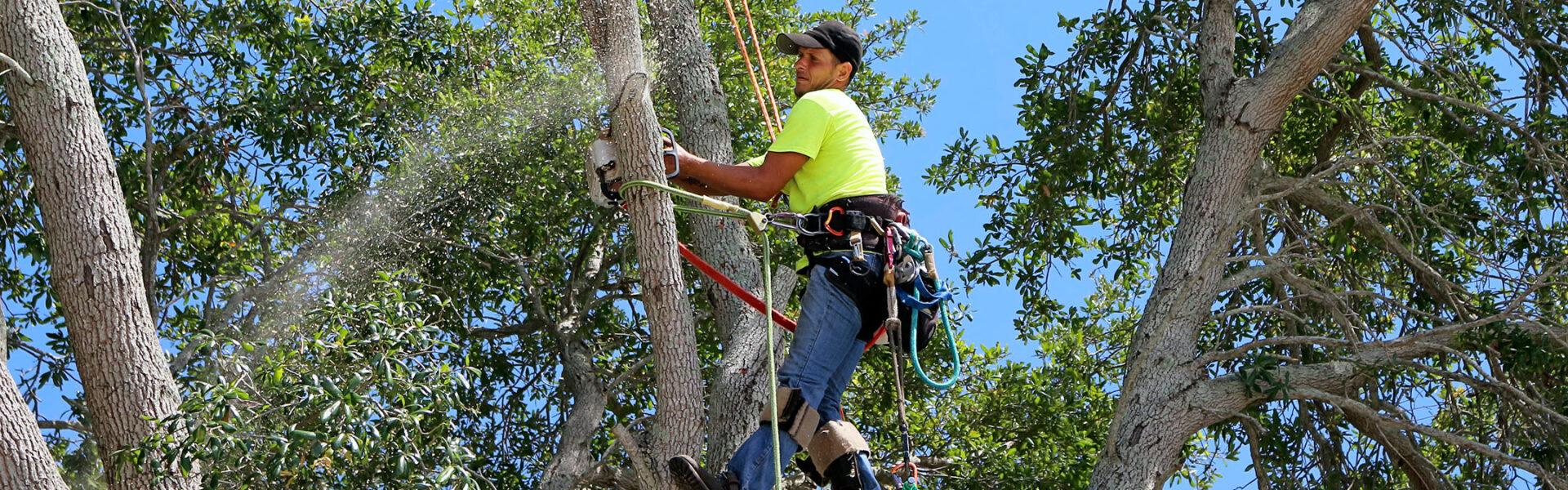 tree-trimmer